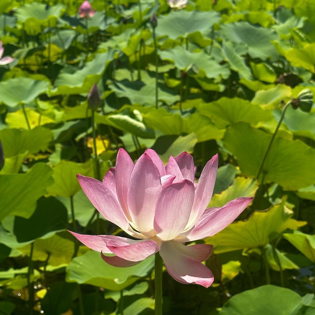 冷面小饼干