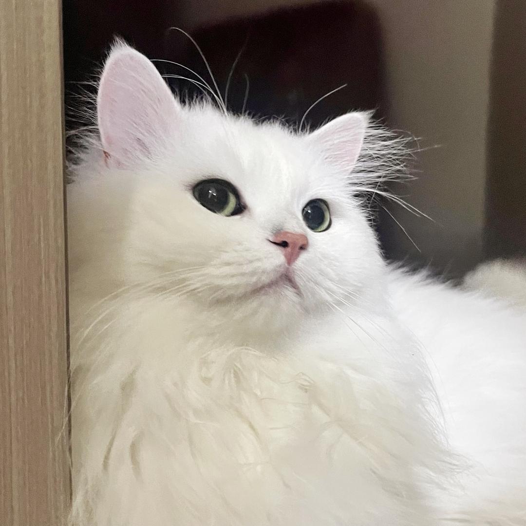 查理小王子（Charlie）