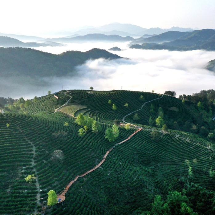 陕南茶王