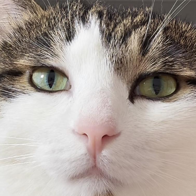 二哥不秃头🧑‍🦲