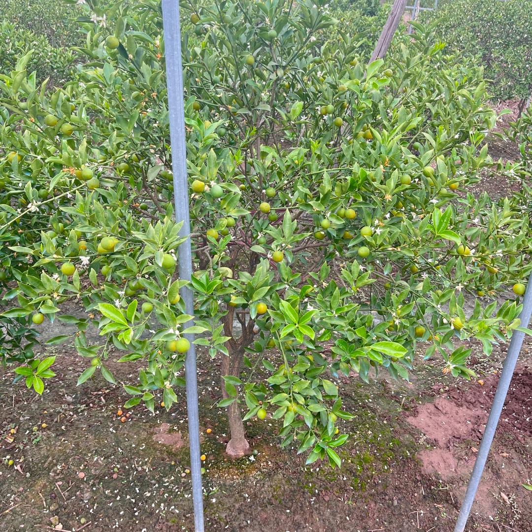 觅棠花卉经营部