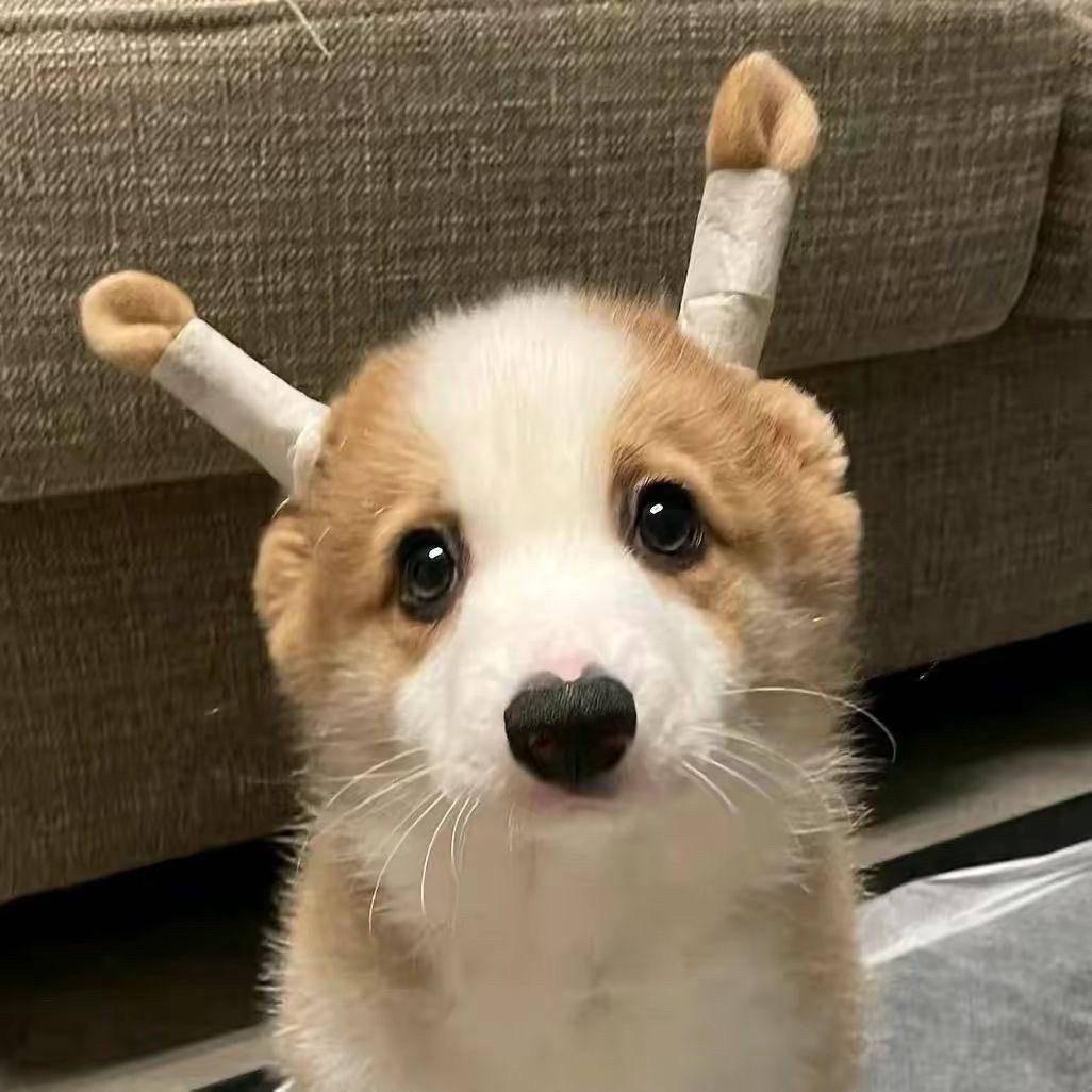 笨蛋小狗🐶🐶