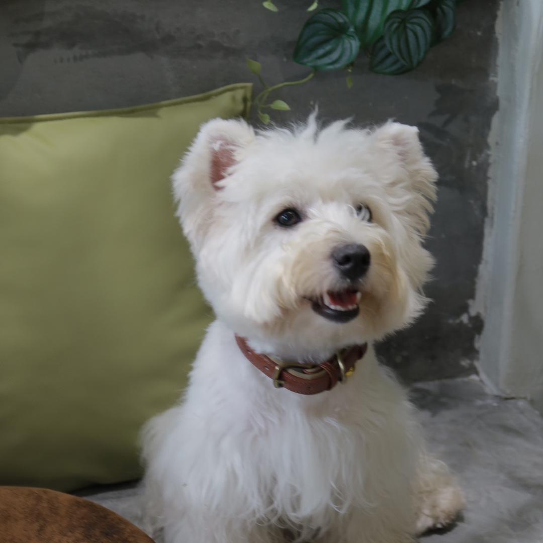 靓妹是只小西高地.