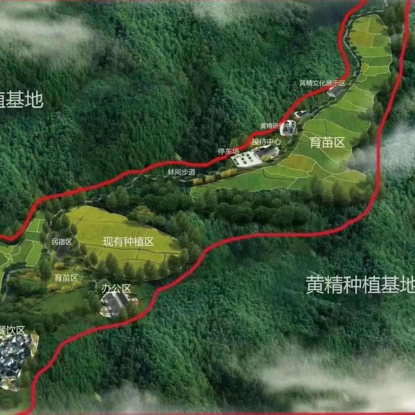 九华府黄精丽丽