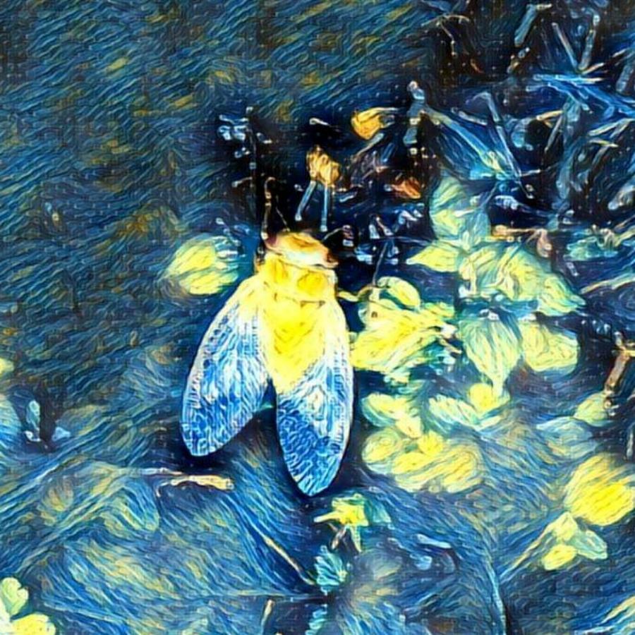 沈