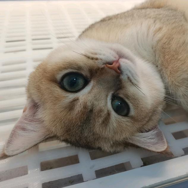 遗憾是自传的序章