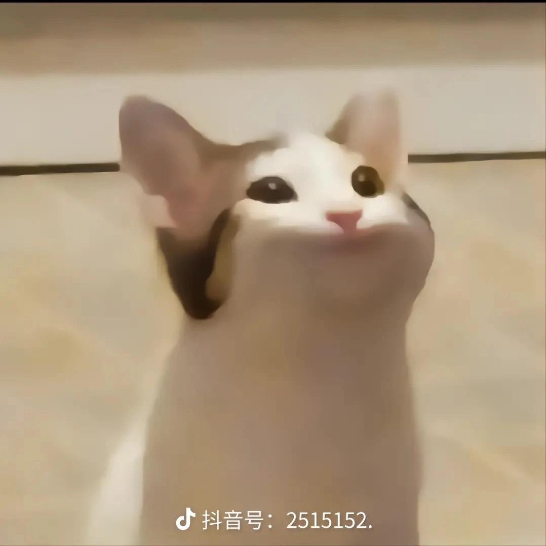 Pop cat