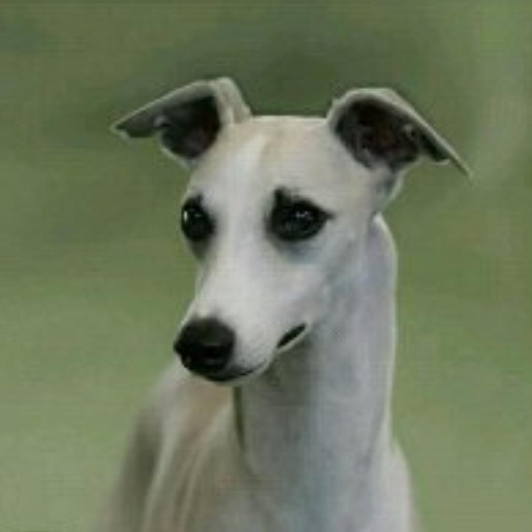 临沂小刘犬舍（宠物用品）