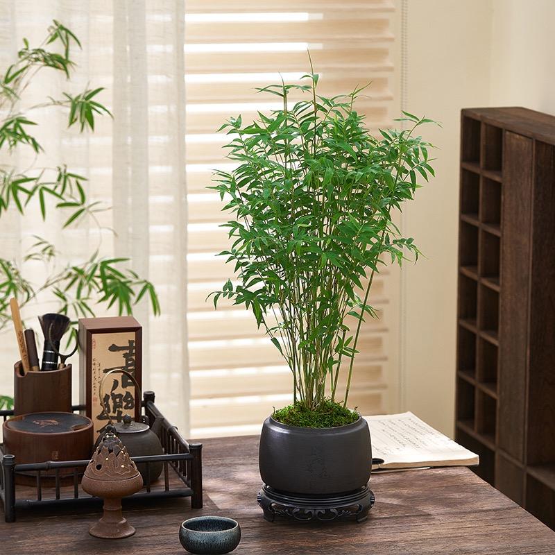 绿景园盆景