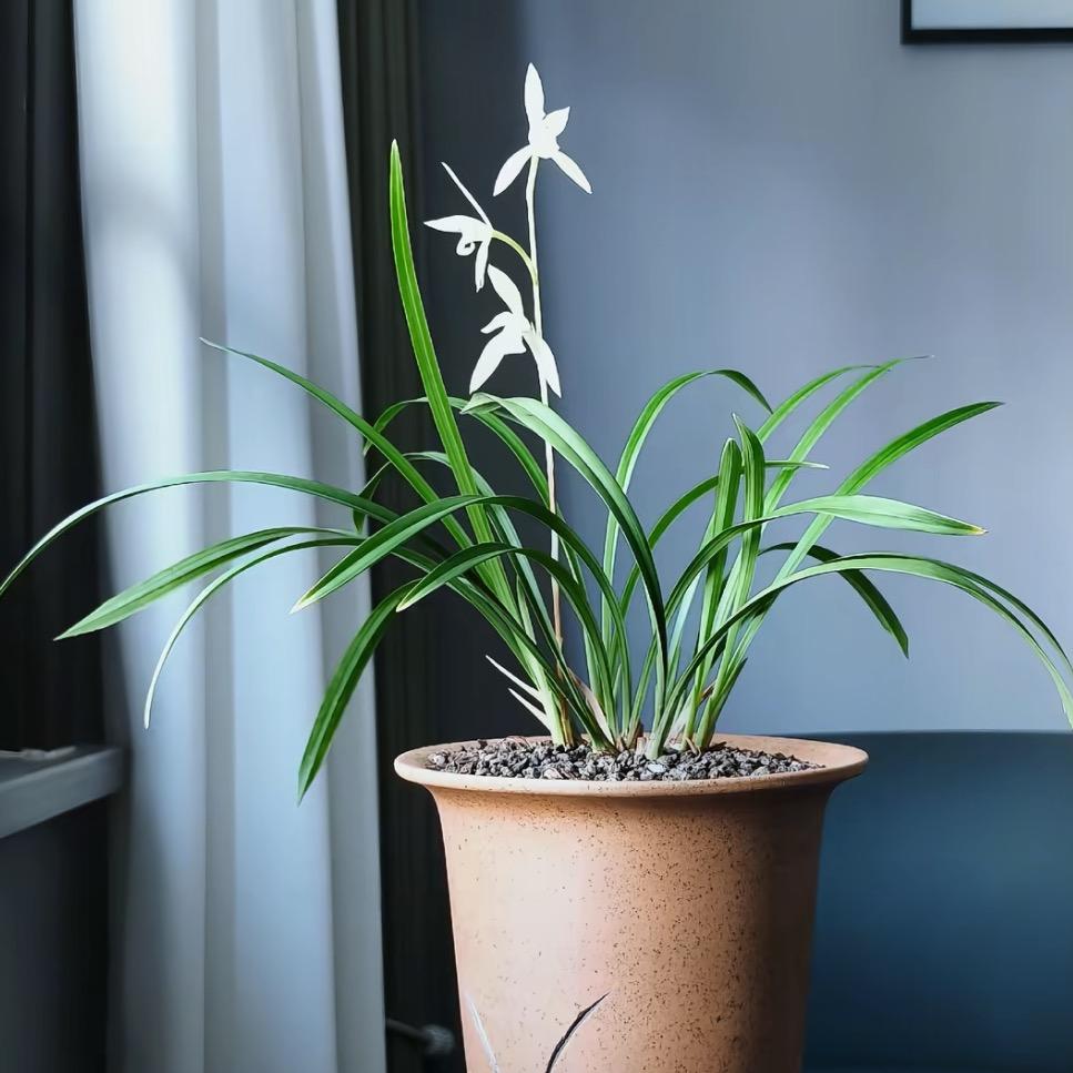 老杜家园林苗木店