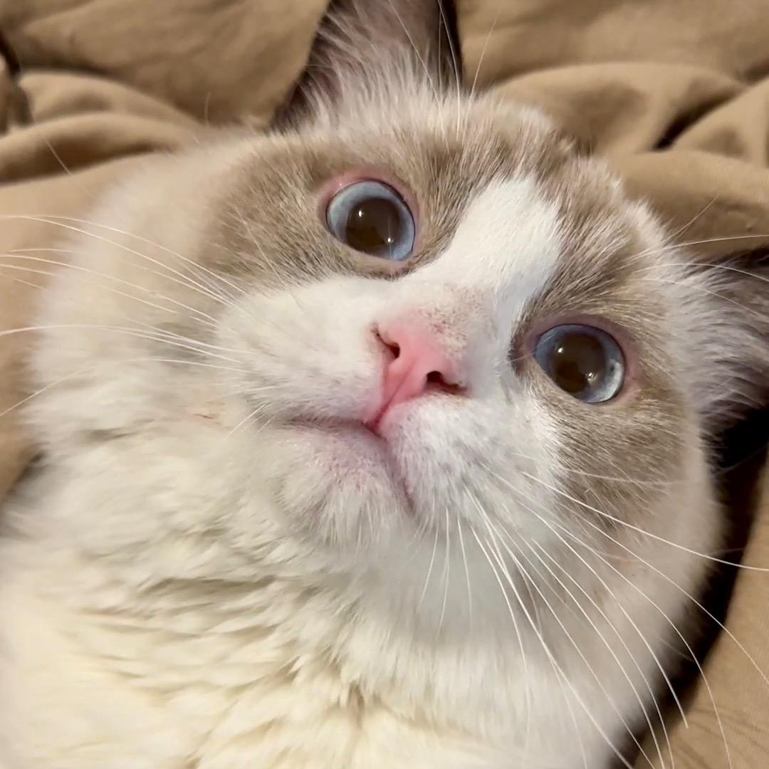 半夏兄弟做冻干