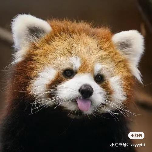 啥波波一元一斤