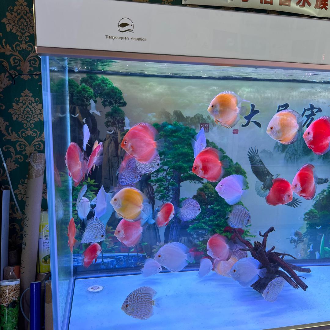 广西南宁天佑泉品牌鱼缸代理