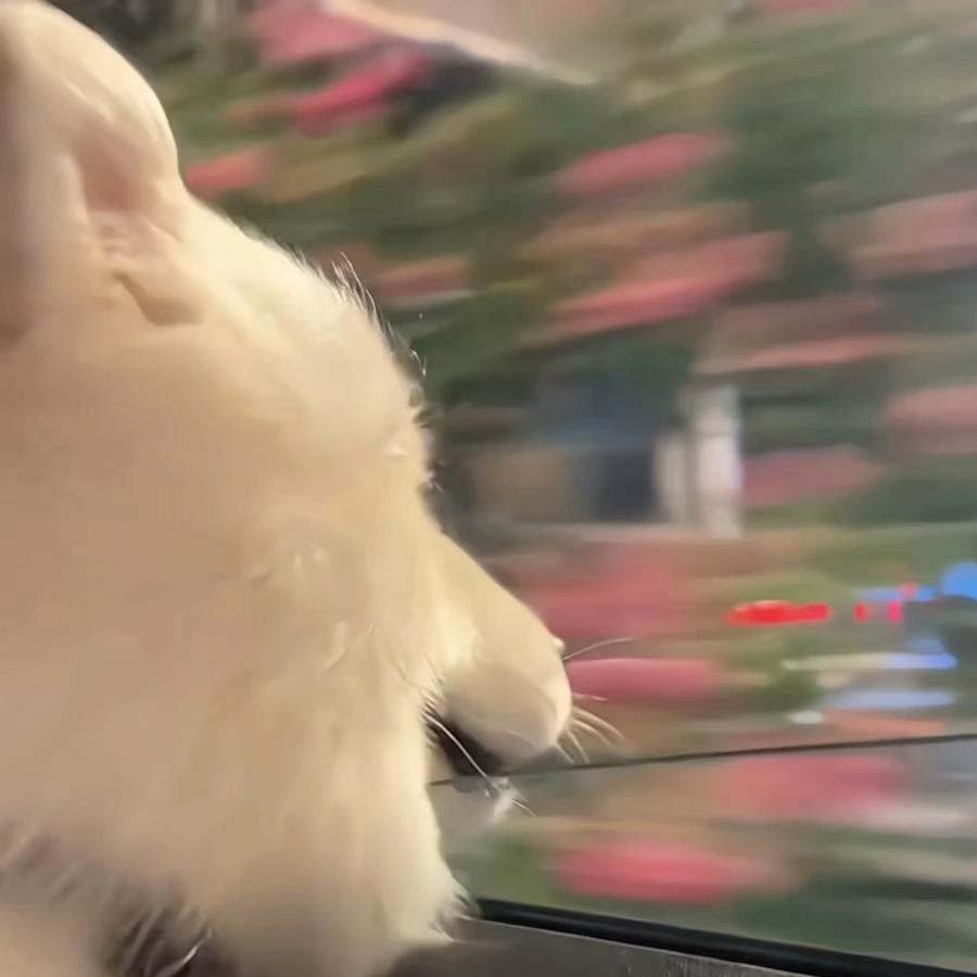 泪碎头像