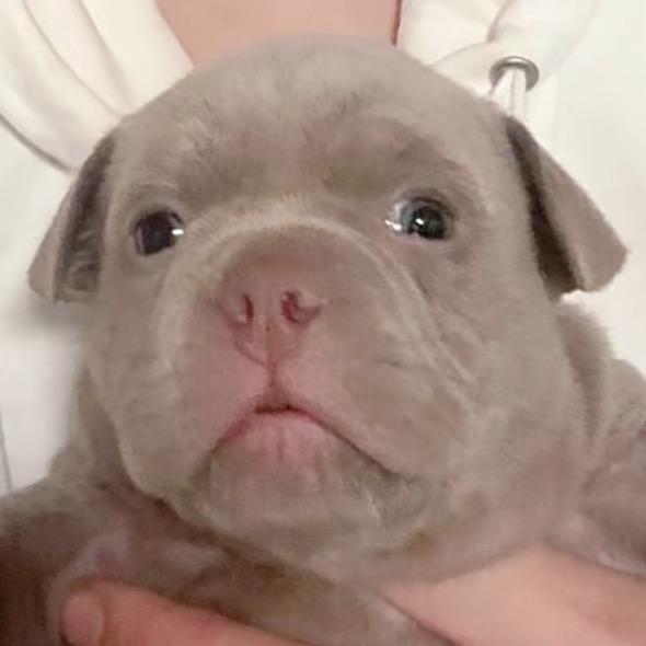 沈阳小寻寻恶霸犬