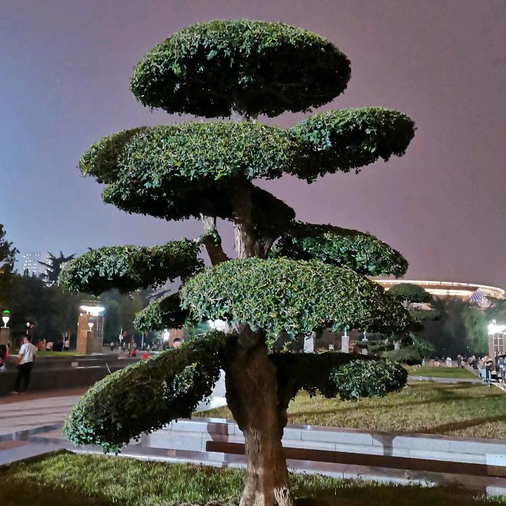 参天大树