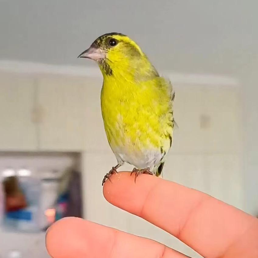 独爱小黄雀