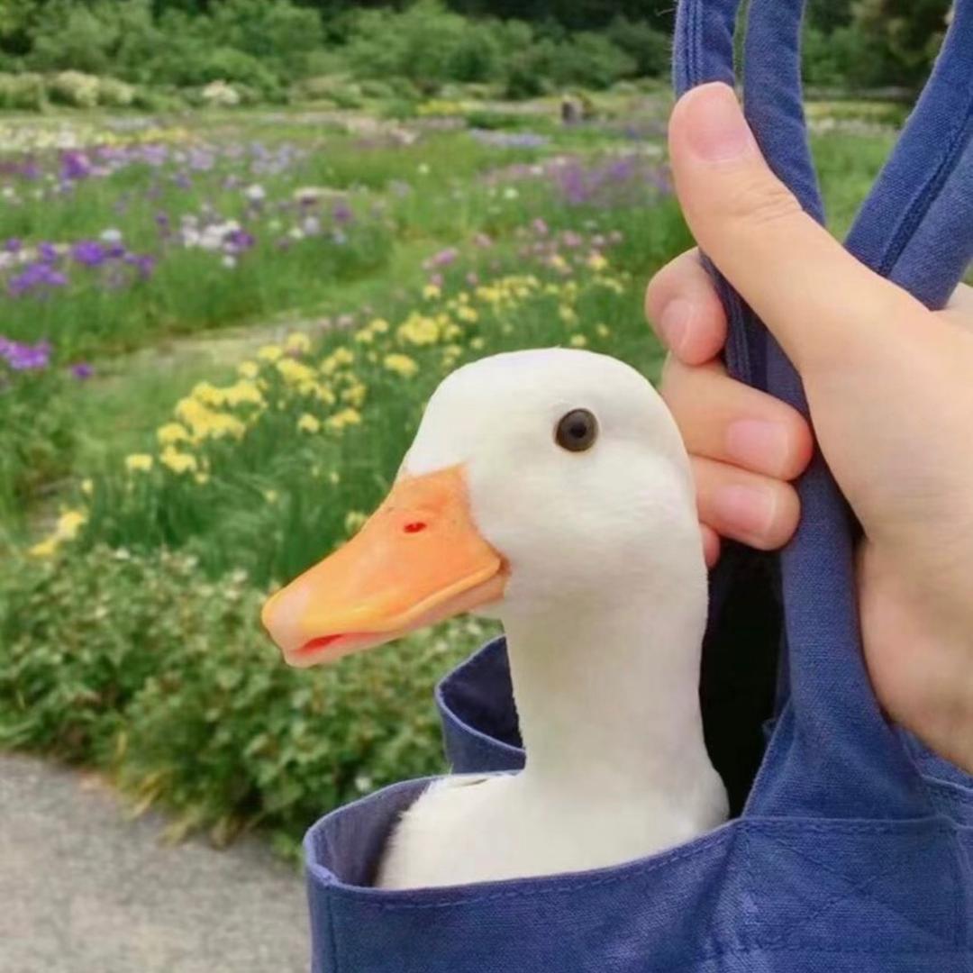 You（三角洲行动）