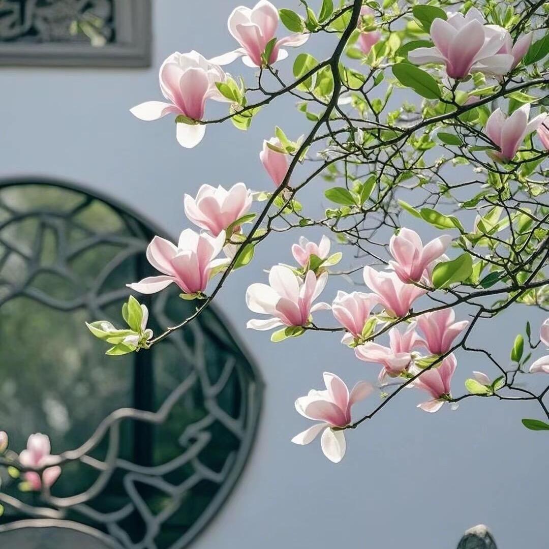 宁静的夏天