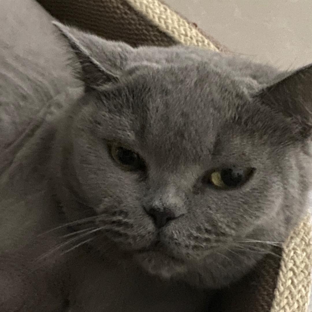 叫希希不叫嘻嘻