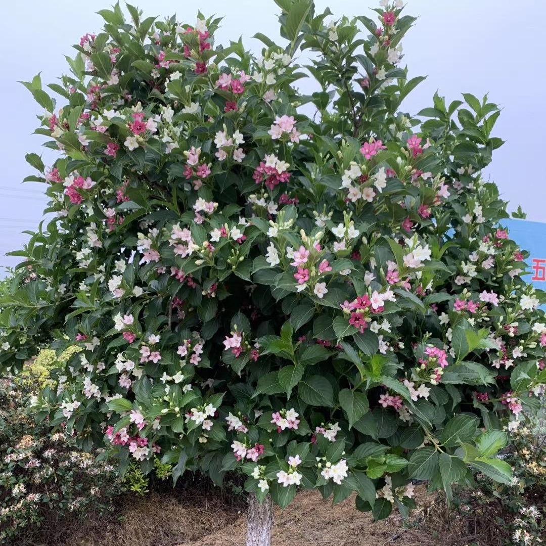 秋之沛花卉