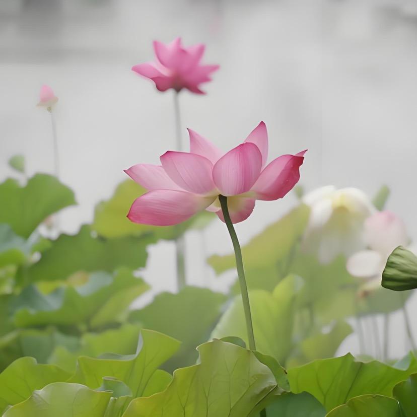 鹏起鹅百货