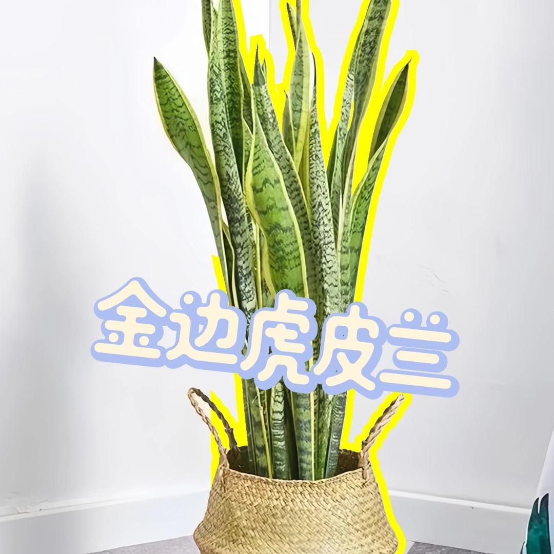 久久花卉园艺