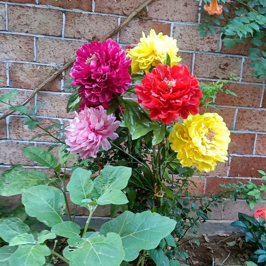 花开盛夏