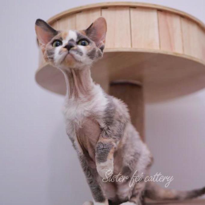 奶油味的猫好甜