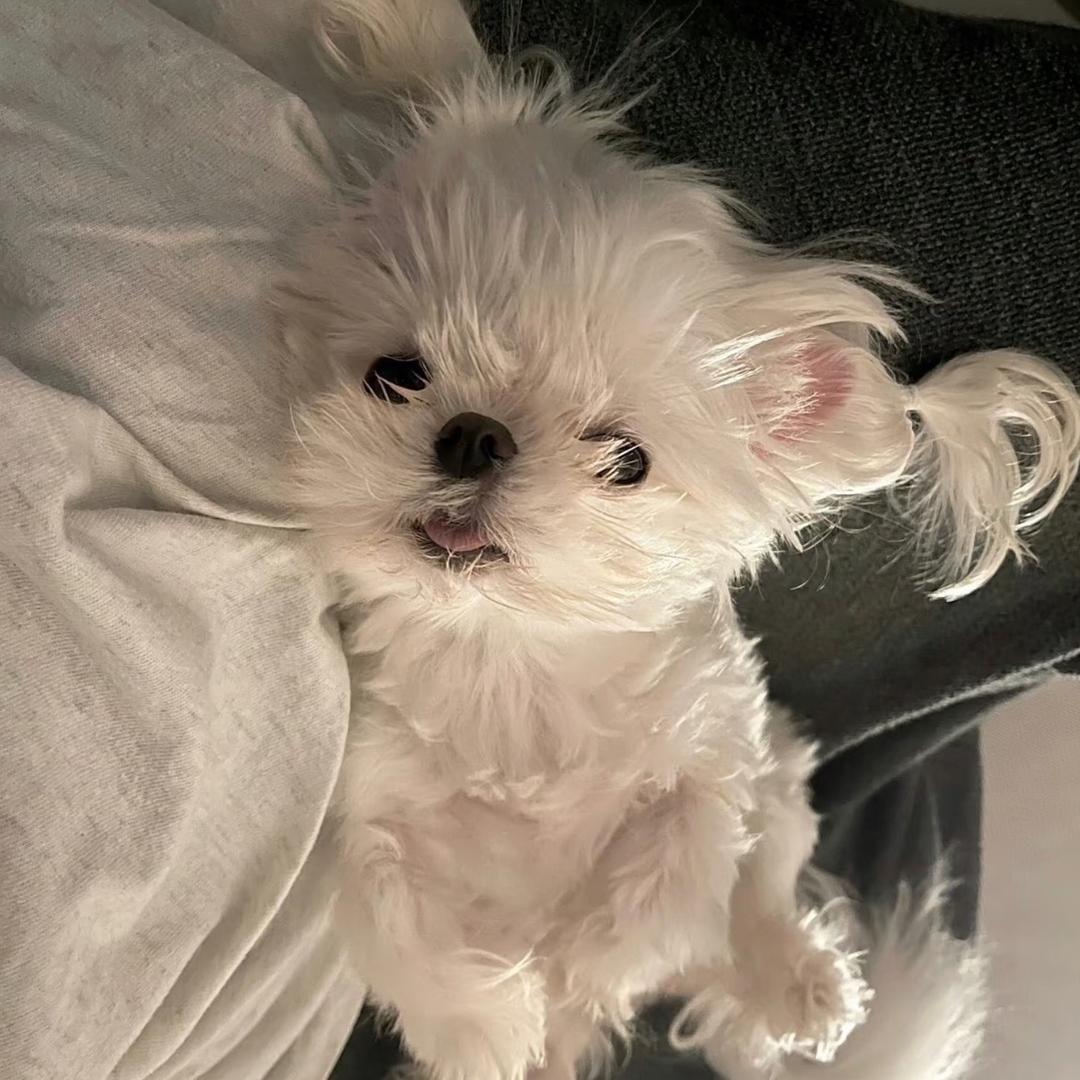 忧郁小番茄.