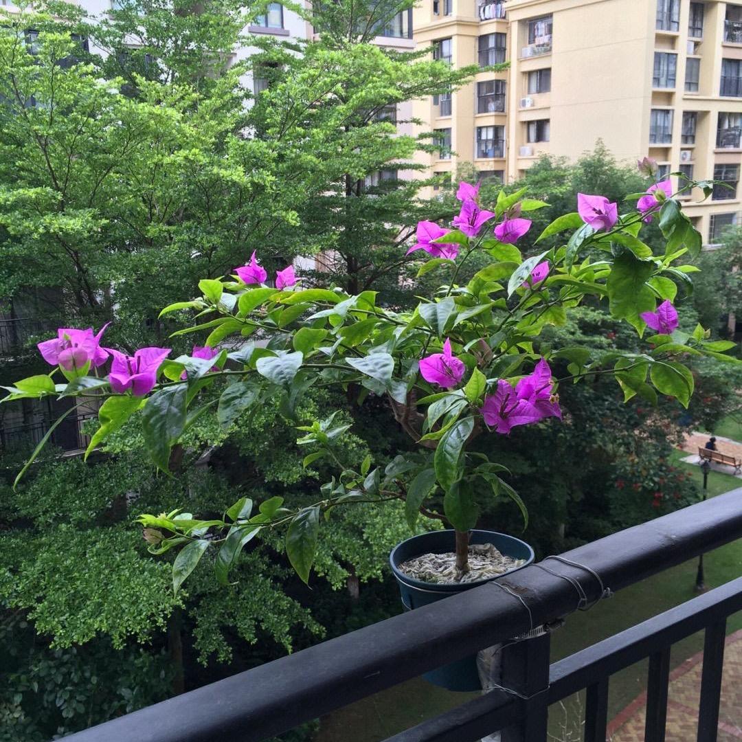 好树花升三角梅1号