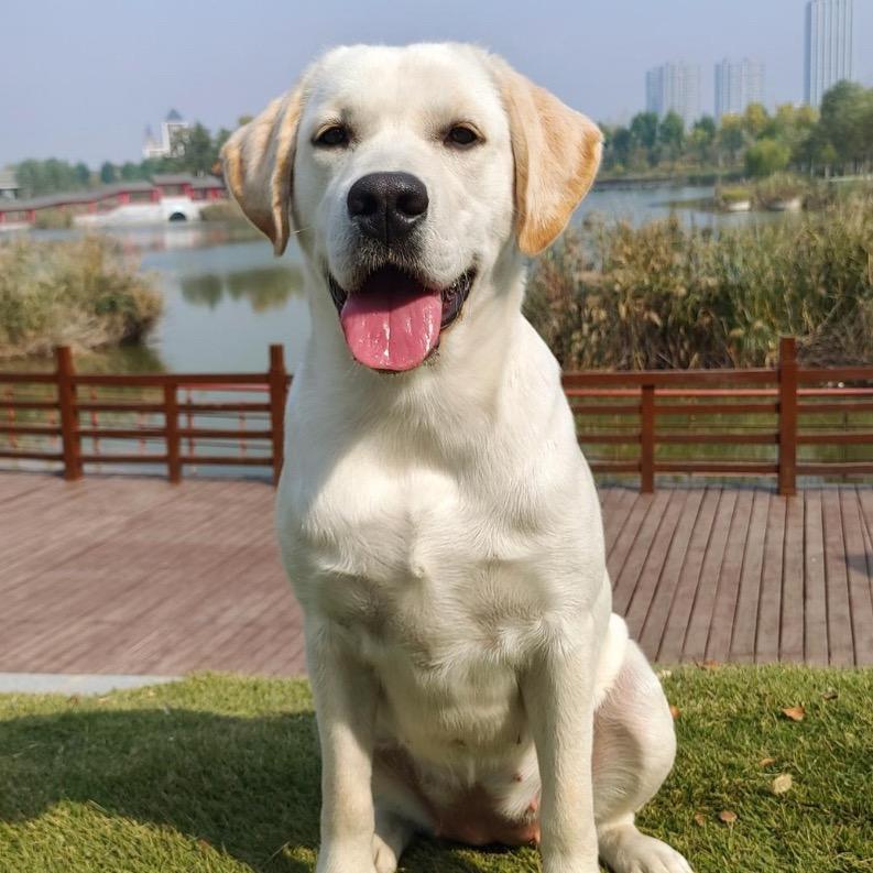 拉布拉多了