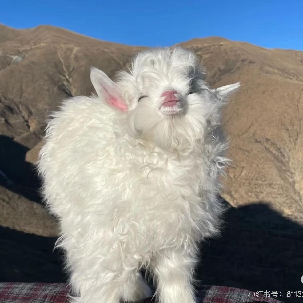 咩咩🐑