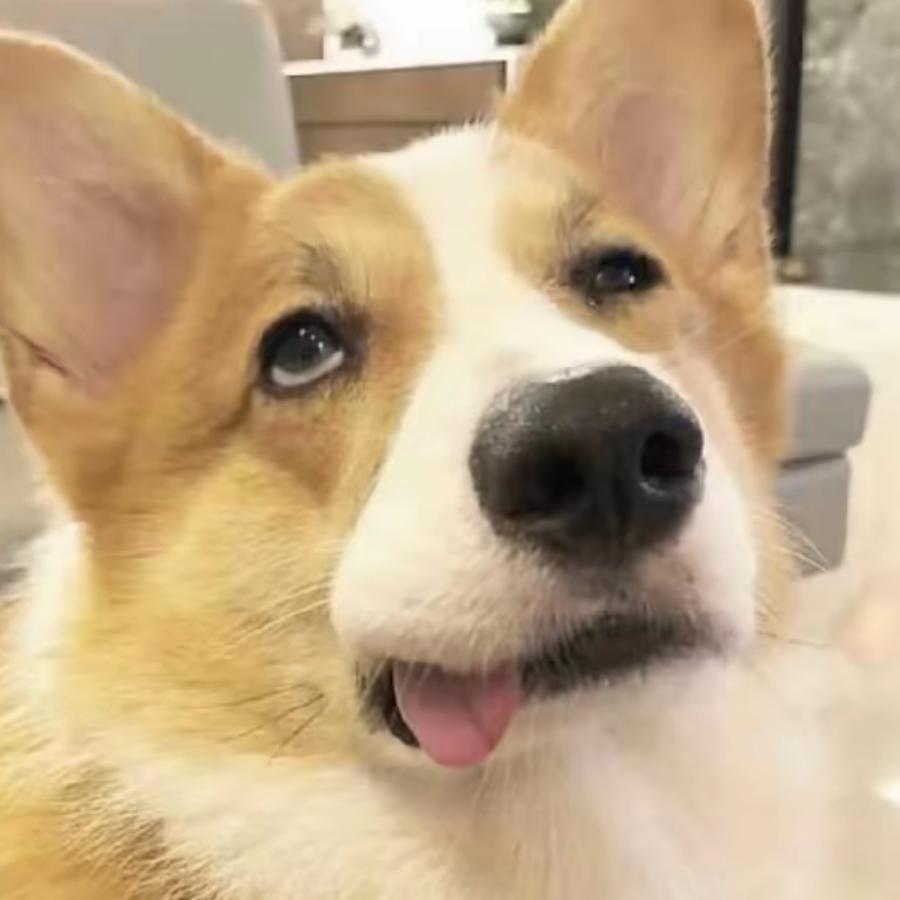 磊