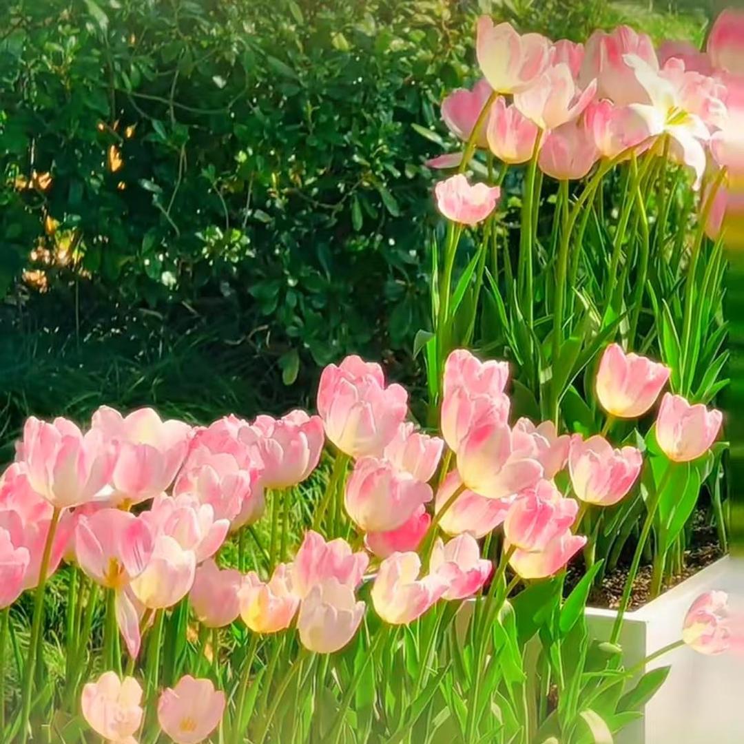 夏至Solara的健身笔记