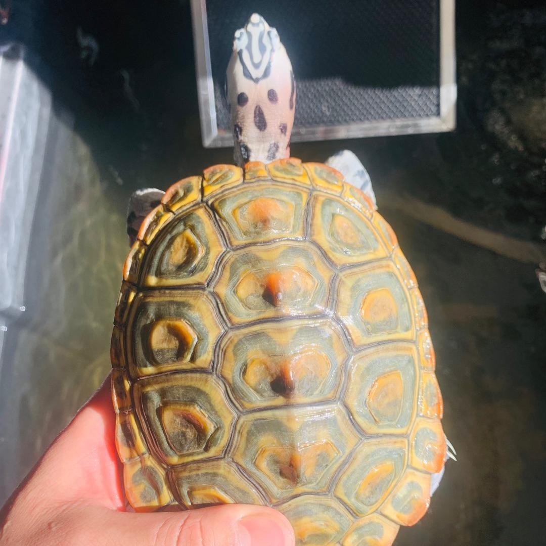 老苏爱养龟新