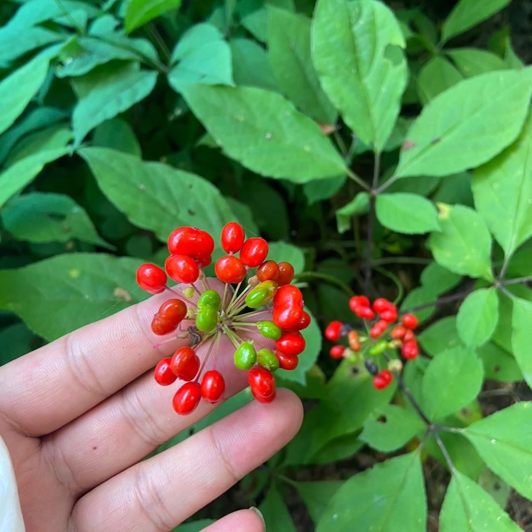 长白山总把头