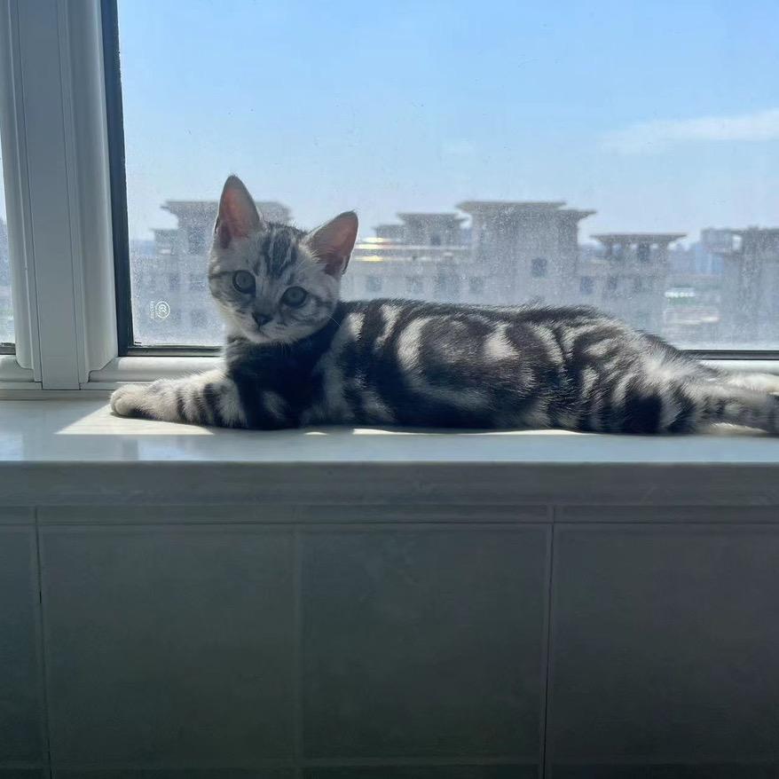 亨亨是只小美短