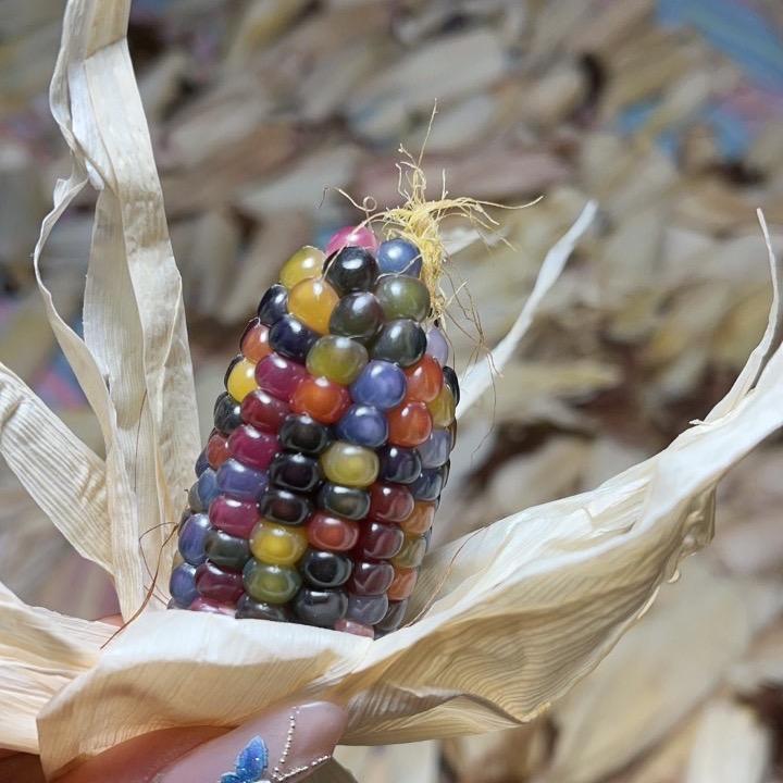 米福晋文玩玉米