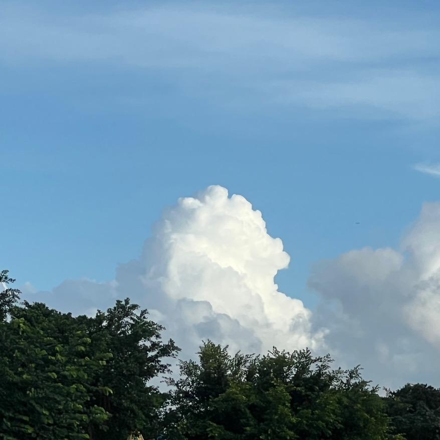 椰子鸡不吃椰子