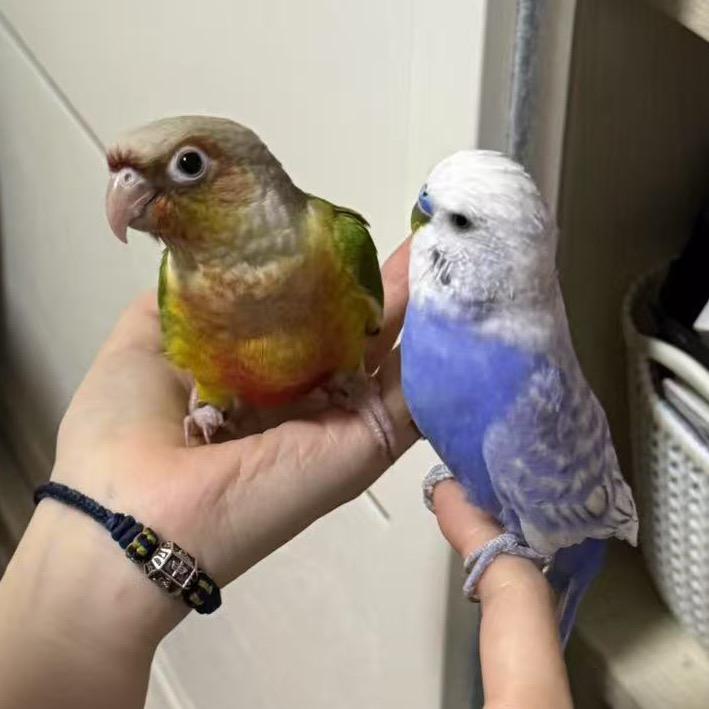 葡萄糖鹦鹉🦜小窝
