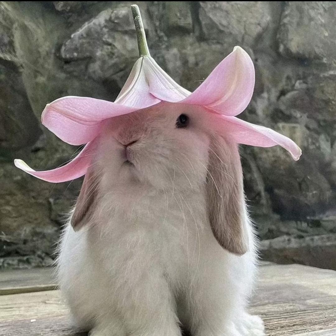 rose情感疗愈专场