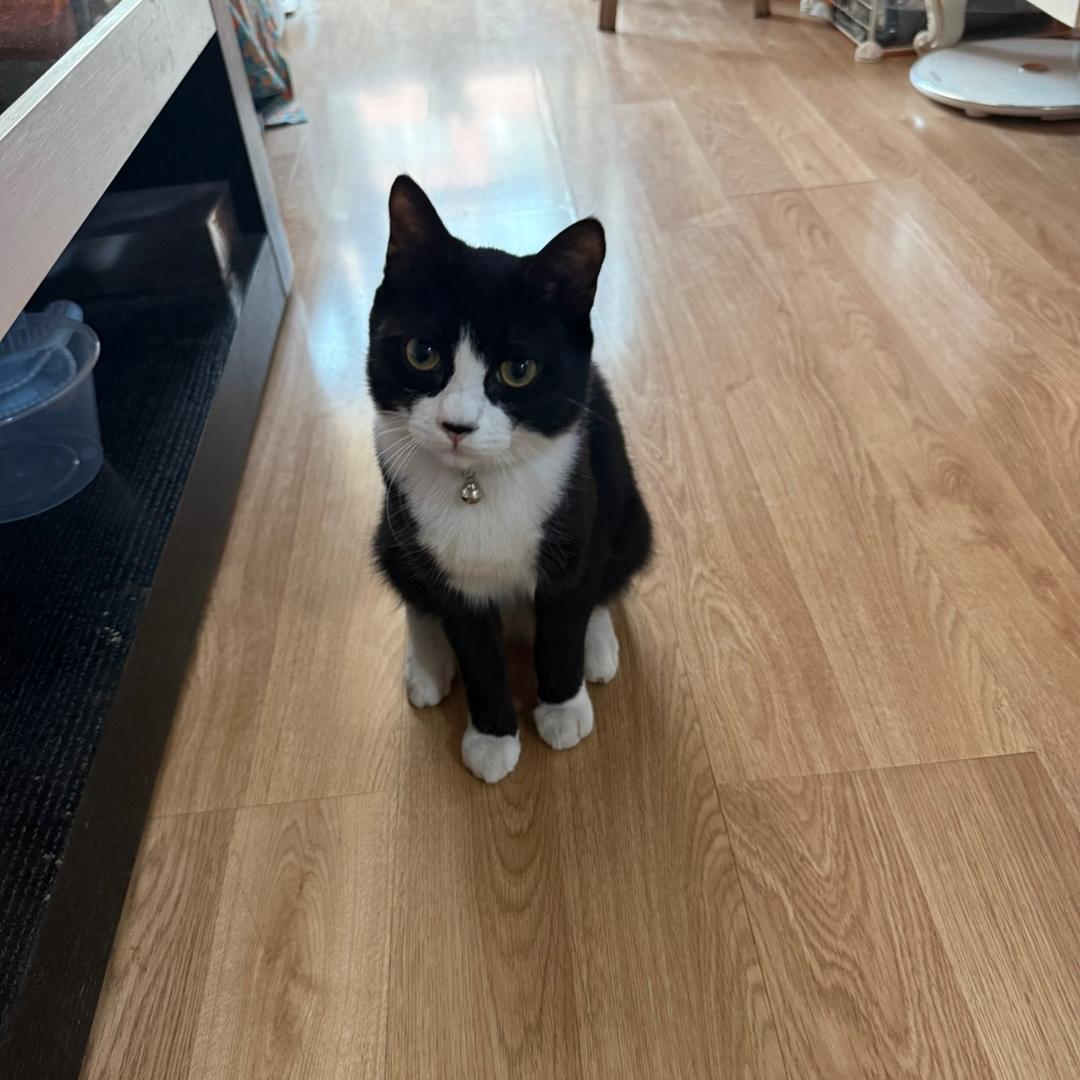 百日减脂（正常生活版）