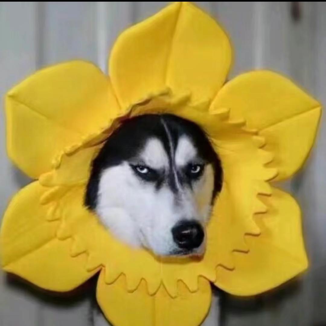 江苏第一深情