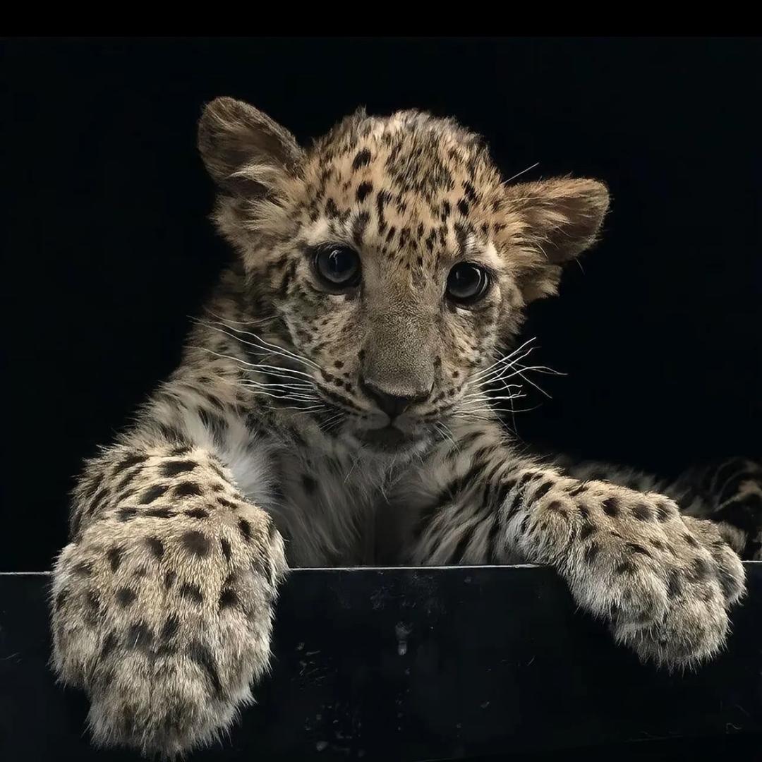 leopard