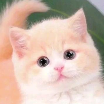 茜瑶