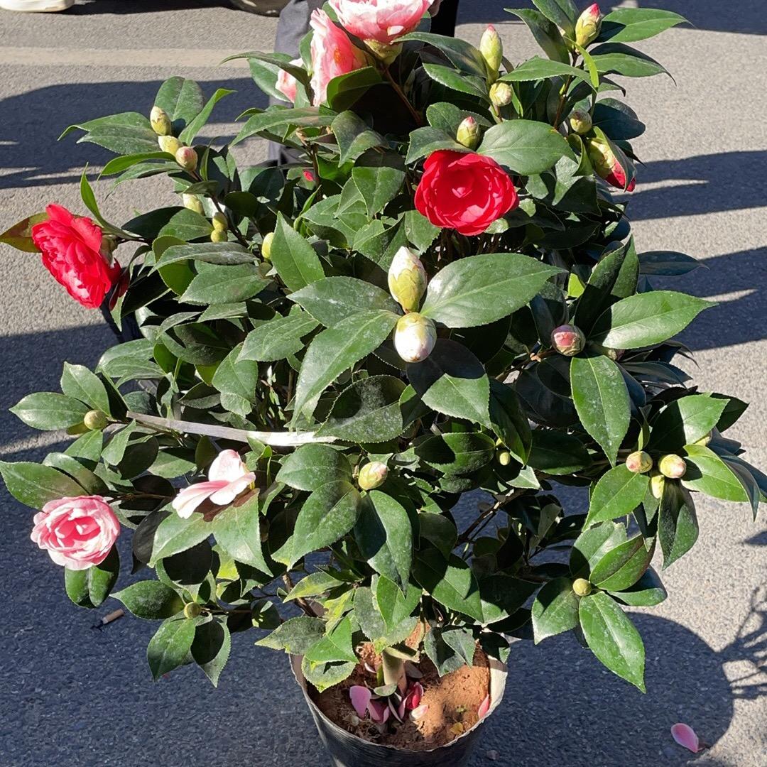 漳平福钲花卉美铺福钲园艺场