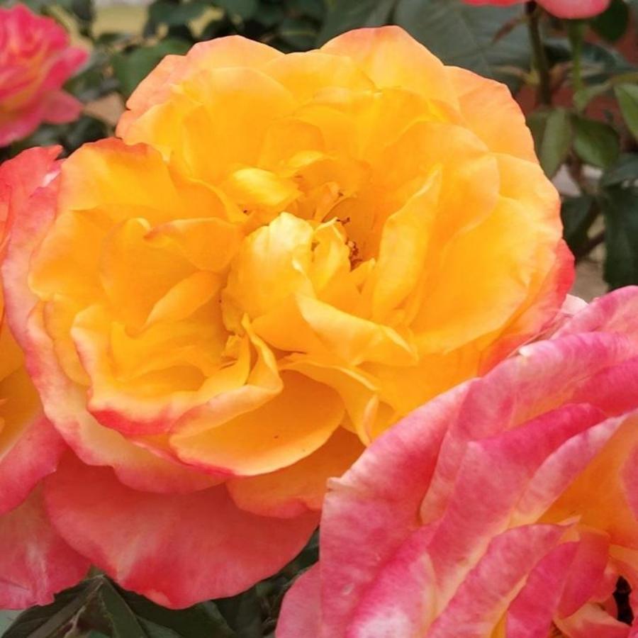 思念🌹