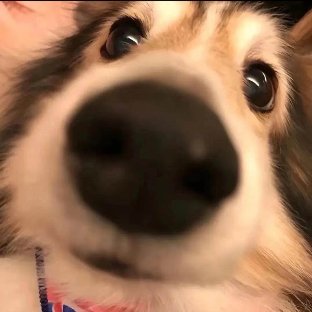 鲨鱼辣椒