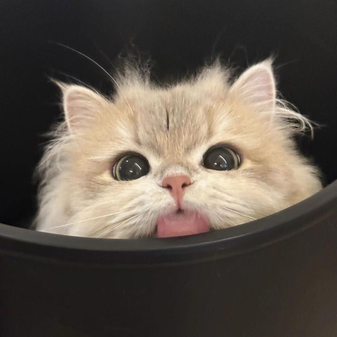 Dollar稀有色猫舍